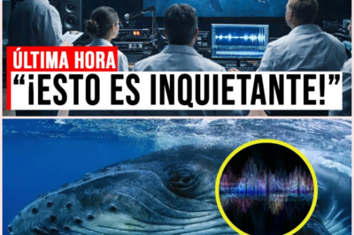 🌊 Descifrando el Lenguaje de las Ballenas: Una Advertencia que Dejó Helados a los Científicos