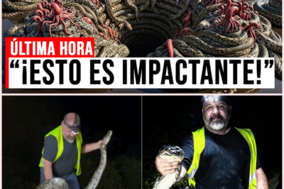 La Inquietante Desaparición de las Pitones en los Everglades: Un Depredador Misterioso Está Acabando con Ellas