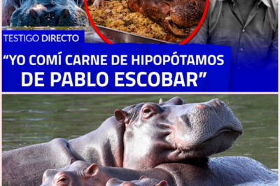 Hipopótamos en el Magdalena Medio: el controvertido consumo de carne del animal introducido por Pablo Escobar genera debate en Colombia