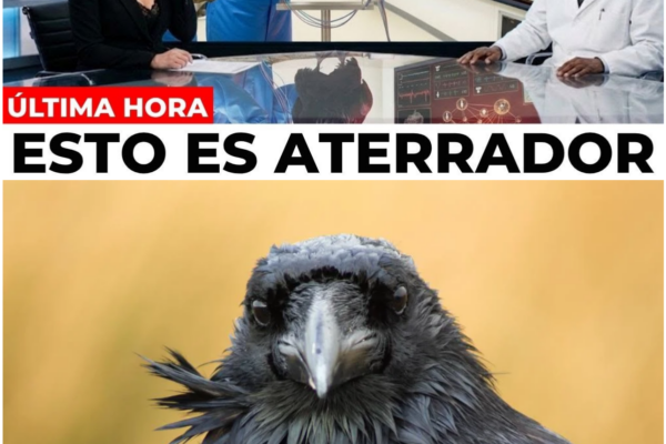 La Comunicación de los Cuervos Acaba de Ser Decodificada… Y Lo Que Rev...